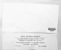 Leptosphaeria maculans image